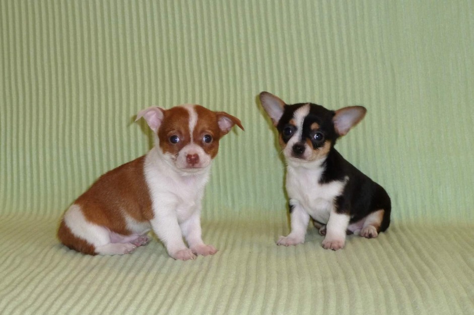Chihuahua de vanzare pui de chihuwauwa - Pret | Preturi Chihuahua de vanzare pui de chihuwauwa