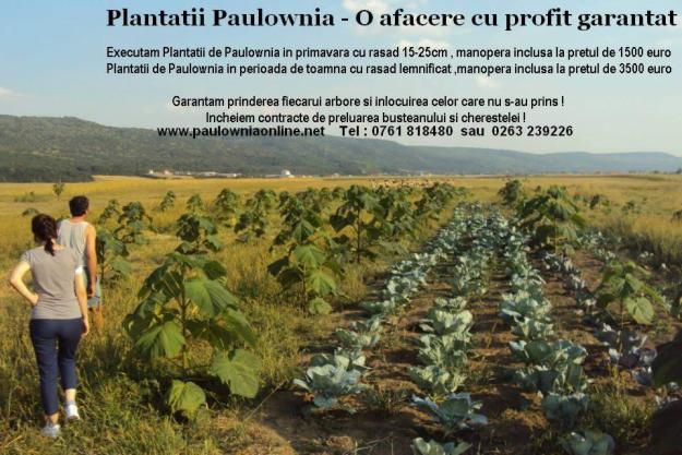 plantatii de paulownia in romania - Pret | Preturi plantatii de paulownia in romania