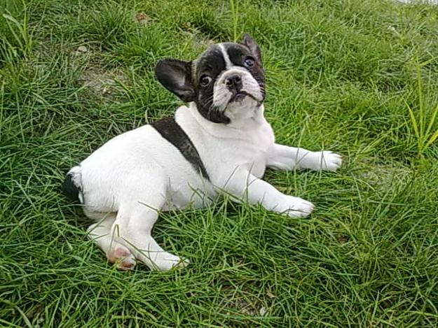 vand catelusa bulldog francez - Pret | Preturi vand catelusa bulldog francez