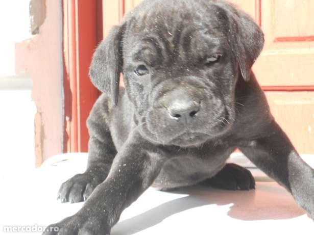 cane corso rasa pura (pedigree) - Pret | Preturi cane corso rasa pura (pedigree)