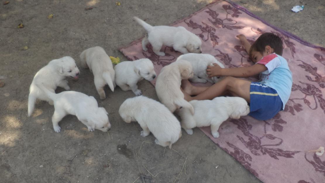 vand 9 puiuti de labrador auriu - Pret | Preturi vand 9 puiuti de labrador auriu