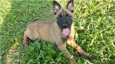 Ciobanesc belgian malinois / pui - Pret | Preturi Ciobanesc belgian malinois / pui