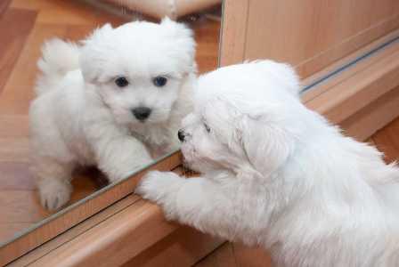 Vand bichon alb toy - Pret | Preturi Vand bichon alb toy