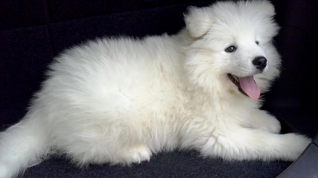 Vand pui Samoyede 220 Euro!!! - Pret | Preturi Vand pui Samoyede 220 Euro!!!