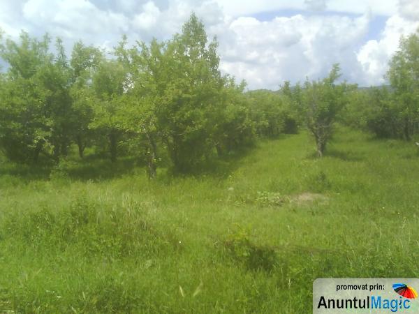 Vand teren cu livada pomi fructiferi Robesti Parscov - Buzau - Pret | Preturi Vand teren cu livada pomi fructiferi Robesti Parscov - Buzau
