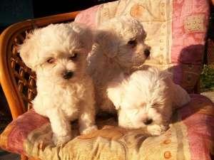 bichon frize albi 700.ron. - Pret | Preturi bichon frize albi 700.ron.