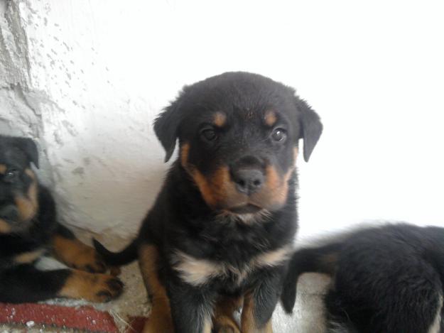 pui rottweiler de vanzare, rasa 100% - Pret | Preturi pui rottweiler de vanzare, rasa 100%