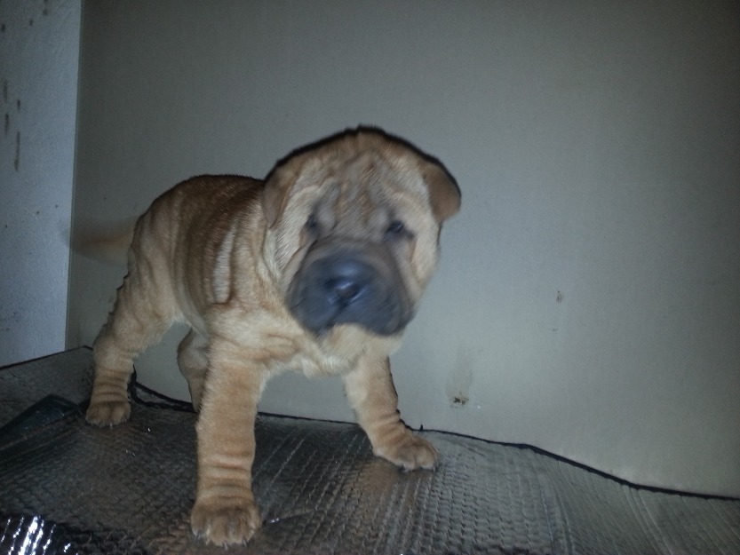 shar pei - Pret | Preturi shar pei