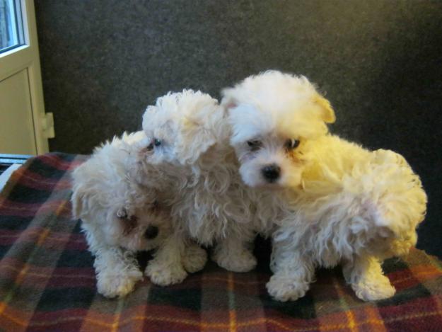 vand Bichon Frize Frise - Pret | Preturi vand Bichon Frize Frise