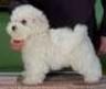 bichon frize albi 600.ron. - Pret | Preturi bichon frize albi 600.ron.