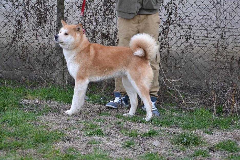 Vand catei Akita Inu - Pret | Preturi Vand catei Akita Inu