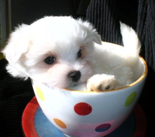 BICHON MALTESE 650 RON - Pret | Preturi BICHON MALTESE 650 RON