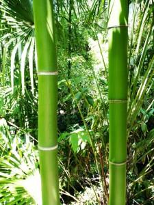 seminte bambus gigant stoc limitat - Pret | Preturi seminte bambus gigant stoc limitat