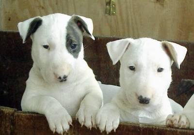 vand bullterrier - Pret | Preturi vand bullterrier