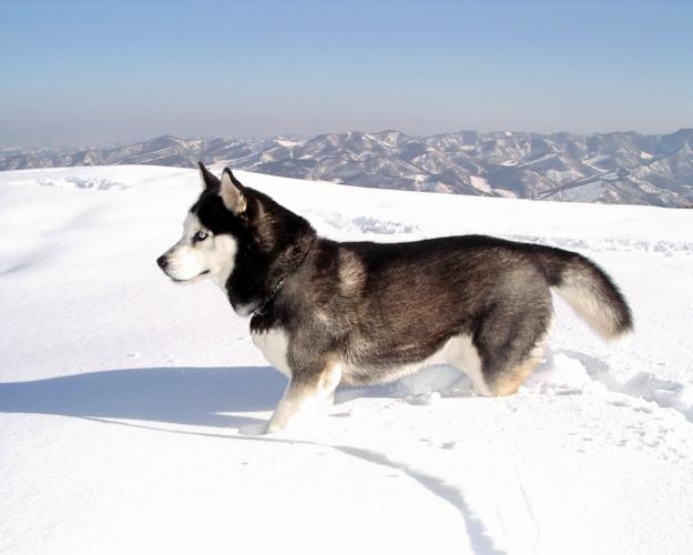 Doresc un partener husky - Pret | Preturi Doresc un partener husky