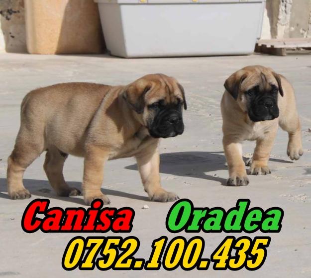 Bullmastiff de vanzare- 0752.100.435 - Pret | Preturi Bullmastiff de vanzare- 0752.100.435