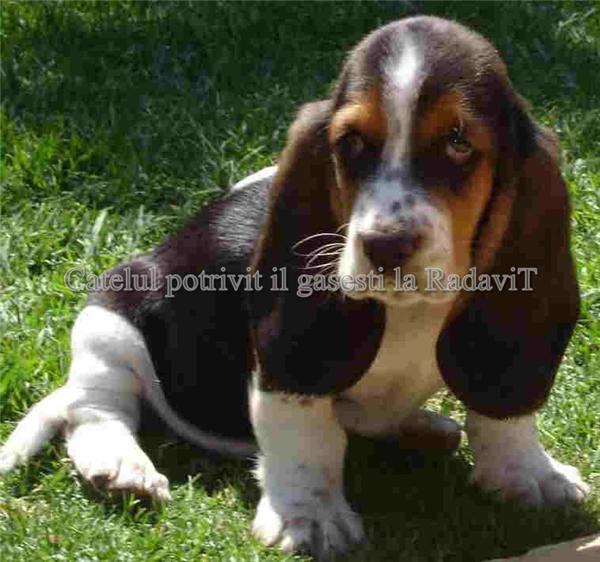 De vanzare Basset Hound - Pret | Preturi De vanzare Basset Hound