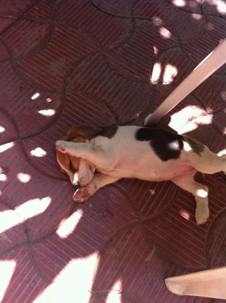 Femela beagle,2luni de vanzare - Pret | Preturi Femela beagle,2luni de vanzare