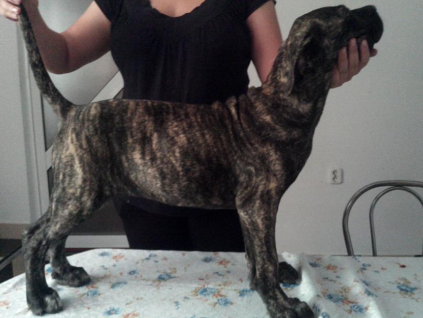 Cane corso - Pret | Preturi Cane corso