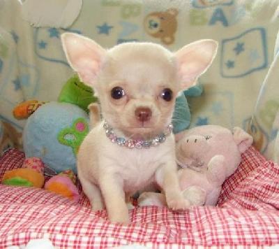 vindem catelusi Chihuahua - Pret | Preturi vindem catelusi Chihuahua
