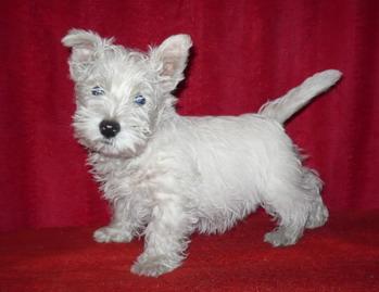 Westie_Westie - Pret | Preturi Westie_Westie