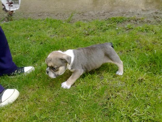 beagle,bulldog englez,westie,shih-tzu, de vanzare - Pret | Preturi beagle,bulldog englez,westie,shih-tzu, de vanzare