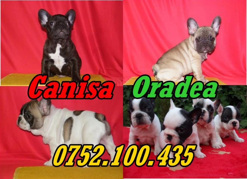 Bulldog Francez de vanzare- 0752.100.435 - Pret | Preturi Bulldog Francez de vanzare- 0752.100.435