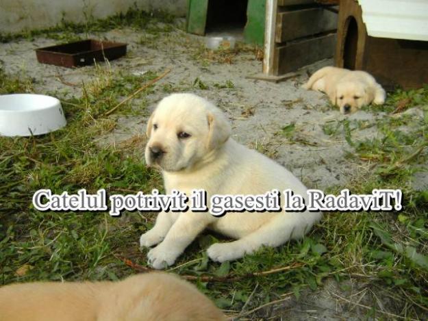 Labrador Retriever de vanzare - Pret | Preturi Labrador Retriever de vanzare