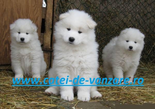 SAMOYED de vanzare - Pret | Preturi SAMOYED de vanzare