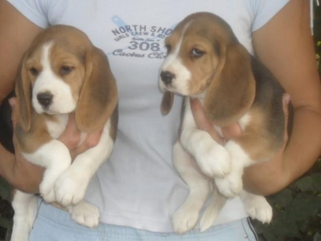 Vand urgent pui beagle tricolori - Pret | Preturi Vand urgent pui beagle tricolori