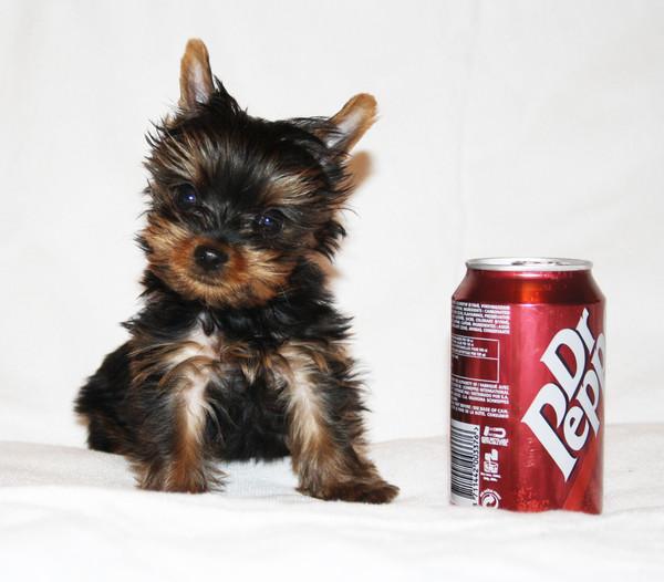 Catei Yorkshire Terrier la comanda - Pret | Preturi Catei Yorkshire Terrier la comanda