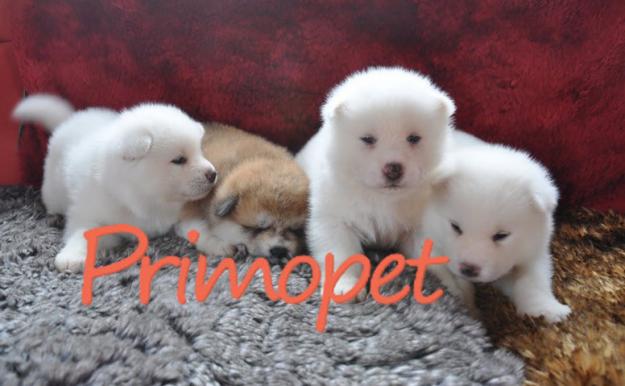 Catelusi Akita Inu Japonez de Vanzare - Pret | Preturi Catelusi Akita Inu Japonez de Vanzare