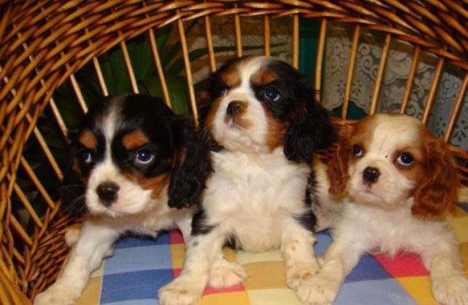 Cavalier King Spaniel - Pret | Preturi Cavalier King Spaniel