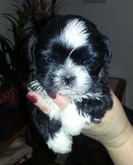 Shih Tzu - Pret | Preturi Shih Tzu