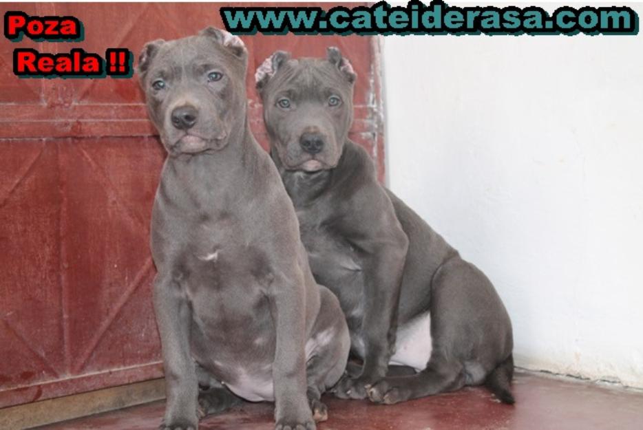 Super Oferta !! Amstaff Blue - Pret | Preturi Super Oferta !! Amstaff Blue