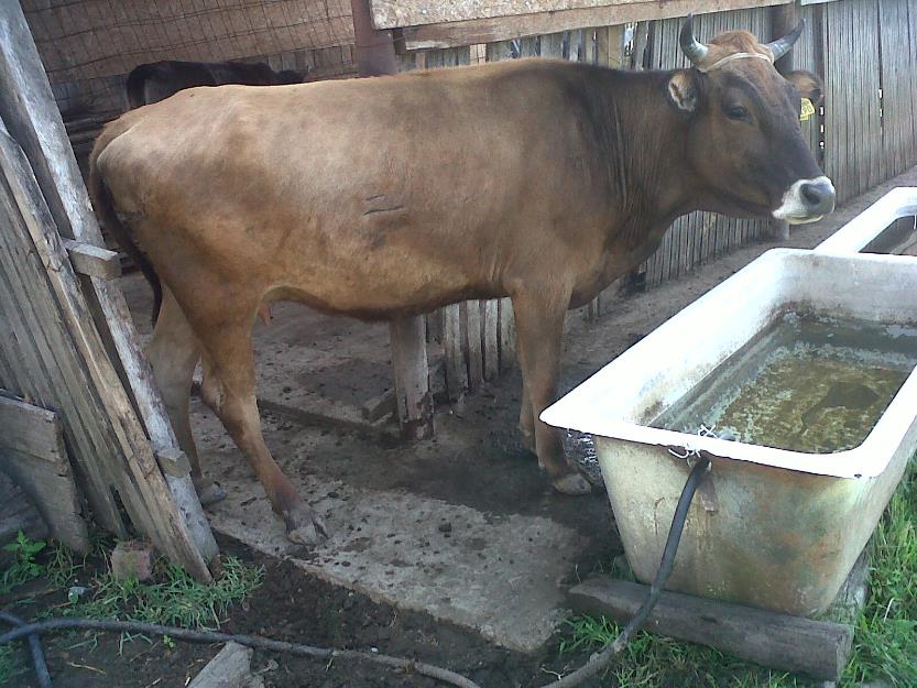 Vând vacă de lapte gestantă - Pret | Preturi Vând vacă de lapte gestantă