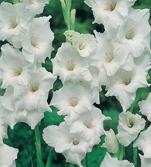 vand bulbi gladiole olandeze - Pret | Preturi vand bulbi gladiole olandeze