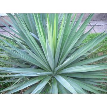 Planta de exterior Yucca filamentosa - Pret | Preturi Planta de exterior Yucca filamentosa