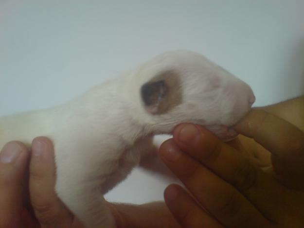 vand pui bull terrier cu pedigree excelent! - Pret | Preturi vand pui bull terrier cu pedigree excelent!