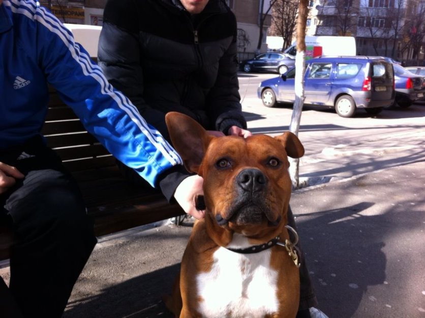 Ofer Amstaff monta - Pret | Preturi Ofer Amstaff monta