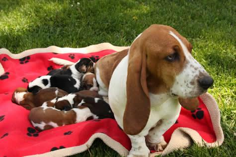 Vand catei Basset Hound - Pret | Preturi Vand catei Basset Hound