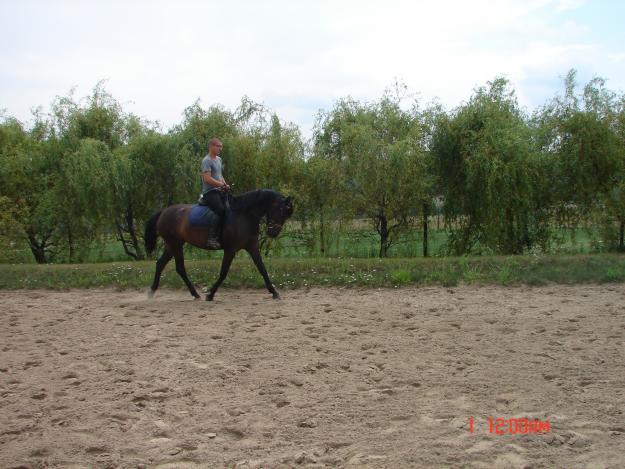 Hispano arab mare for sale - Pret | Preturi Hispano arab mare for sale