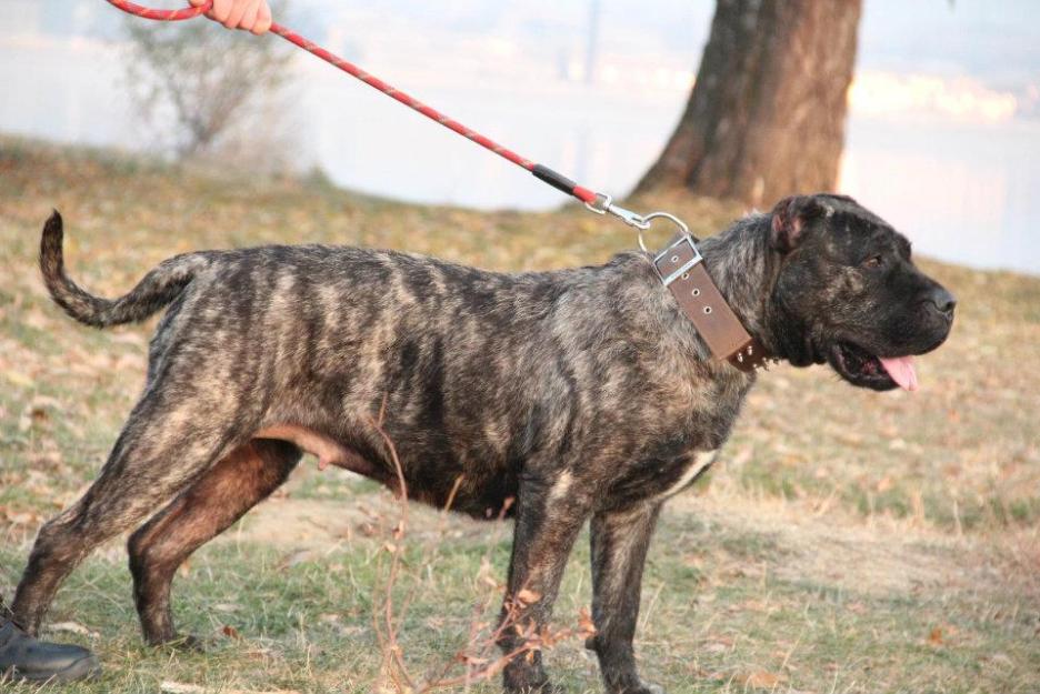 Pui Dogo Canario de vanzare din Canisa Noble Sangre - Pret | Preturi Pui Dogo Canario de vanzare din Canisa Noble Sangre