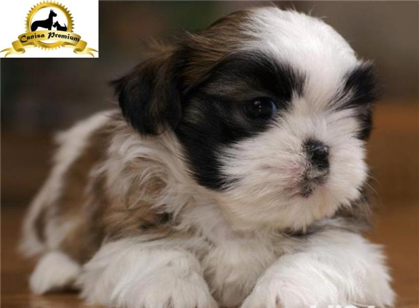 Puiuti Shih-Tzu de vanzare - Pret | Preturi Puiuti Shih-Tzu de vanzare