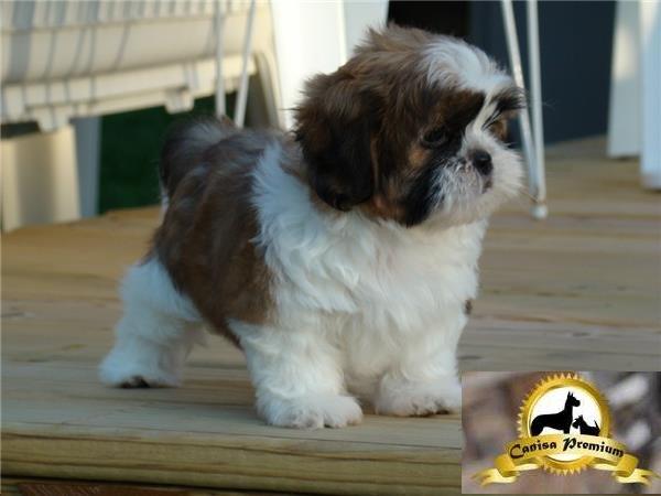 Shih-Tzu de vanzare - Pret | Preturi Shih-Tzu de vanzare