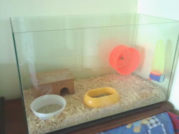 Vand acvariu complet utilat pentru hamsteri - Pret | Preturi Vand acvariu complet utilat pentru hamsteri
