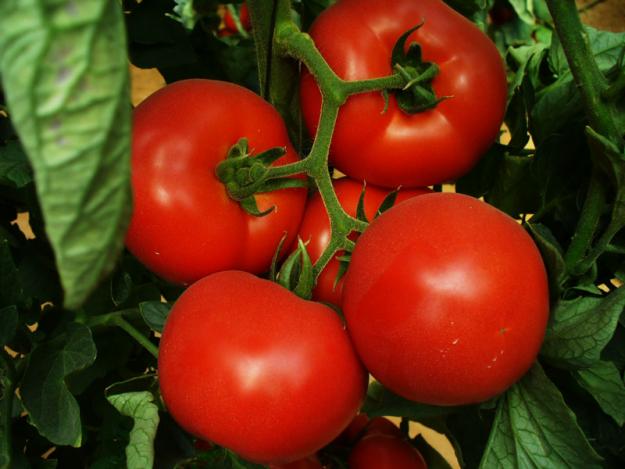 VINDEM SEMINTE DE Tomate nedeterminate TOLIN F1 - Pret | Preturi VINDEM SEMINTE DE Tomate nedeterminate TOLIN F1