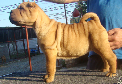 Shar Pei - Canisa Blueline Hunter - Pret | Preturi Shar Pei - Canisa Blueline Hunter