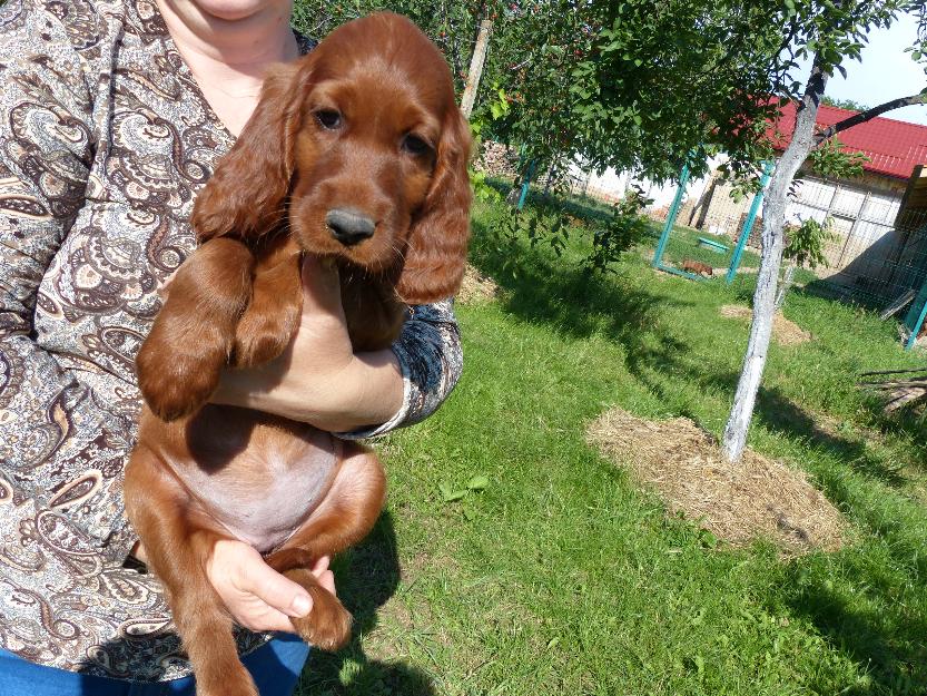 vand catei de setter irlandez - Pret | Preturi vand catei de setter irlandez