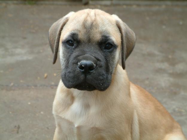 Bullmastiff de vanzare - Pret | Preturi Bullmastiff de vanzare